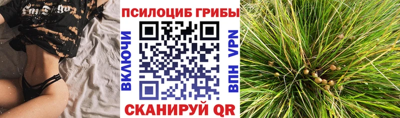 Галлюциногенные грибы Psilocybine cubensis  Кудымкар 